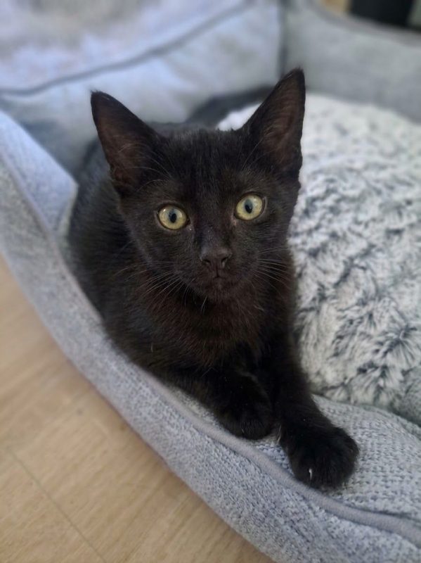 MYRTILLE - Chat à adopter