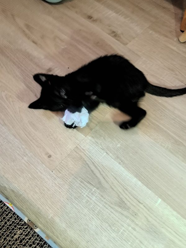 MYRTILLE - Chat à adopter - photo 3