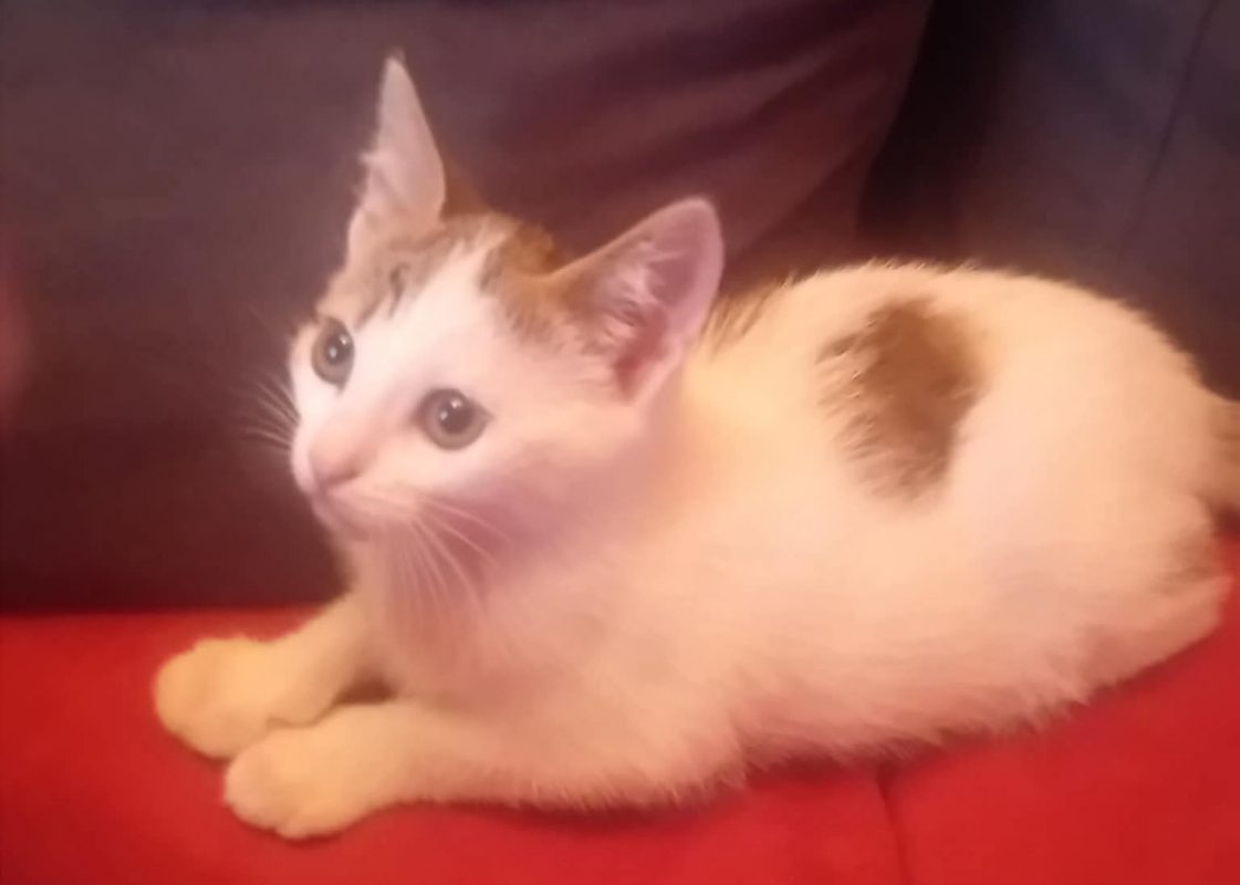 Fan - Chat Européen à adopter