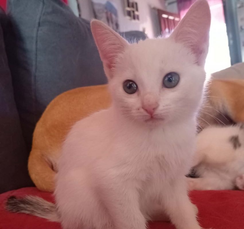Fantaisy - Chat Européen à adopter