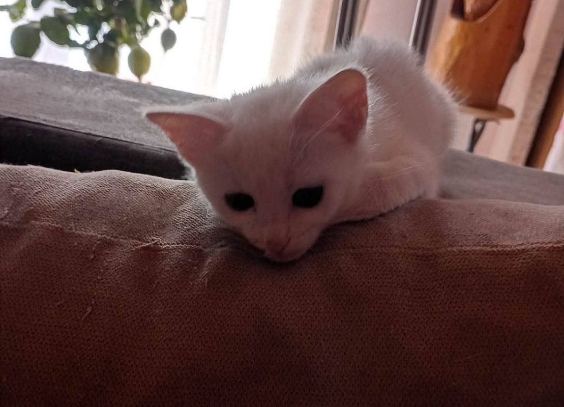 Fantaisy - Chat Européen à adopter - photo 2