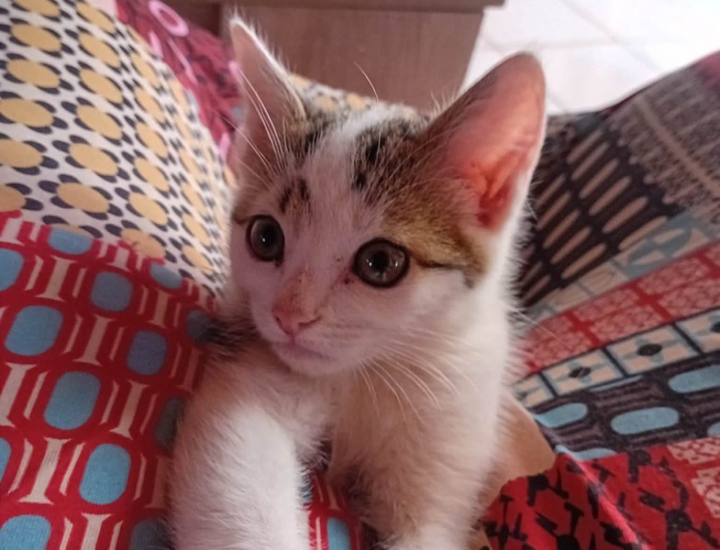 Filou - Chat Européen à adopter