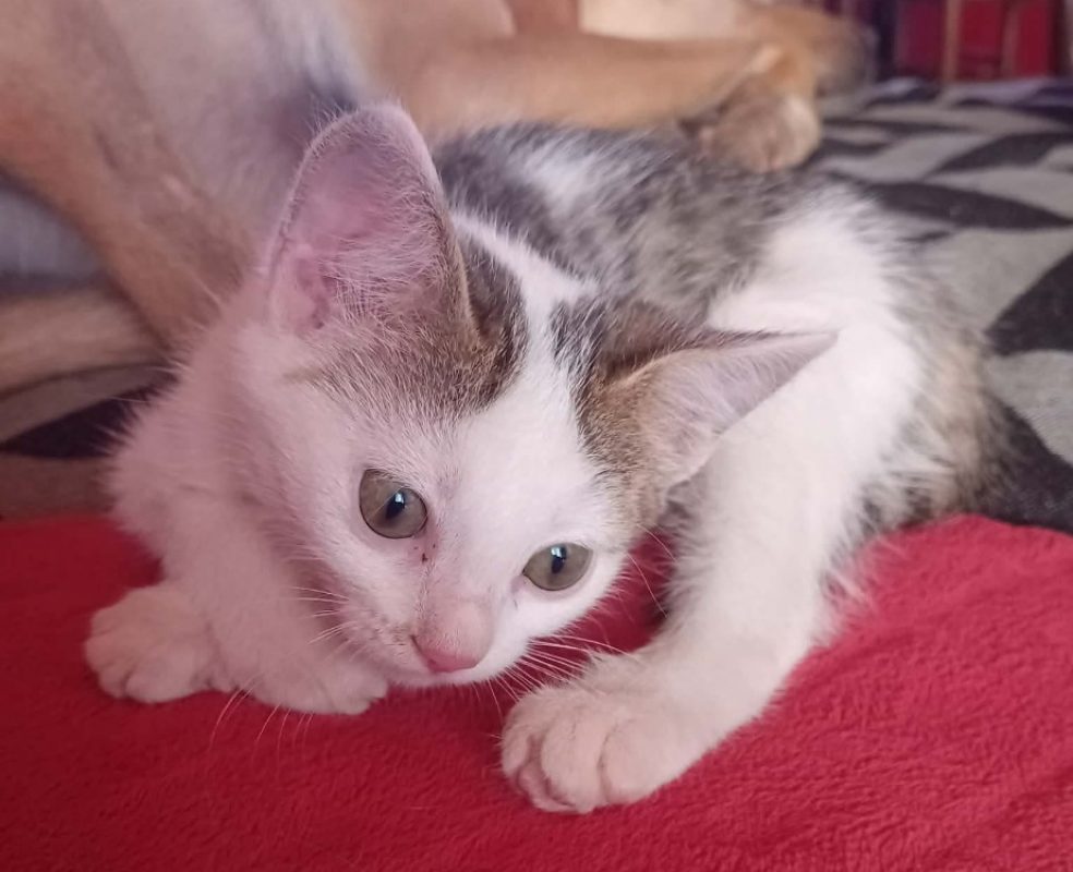 Fanfare - Chat Européen à adopter