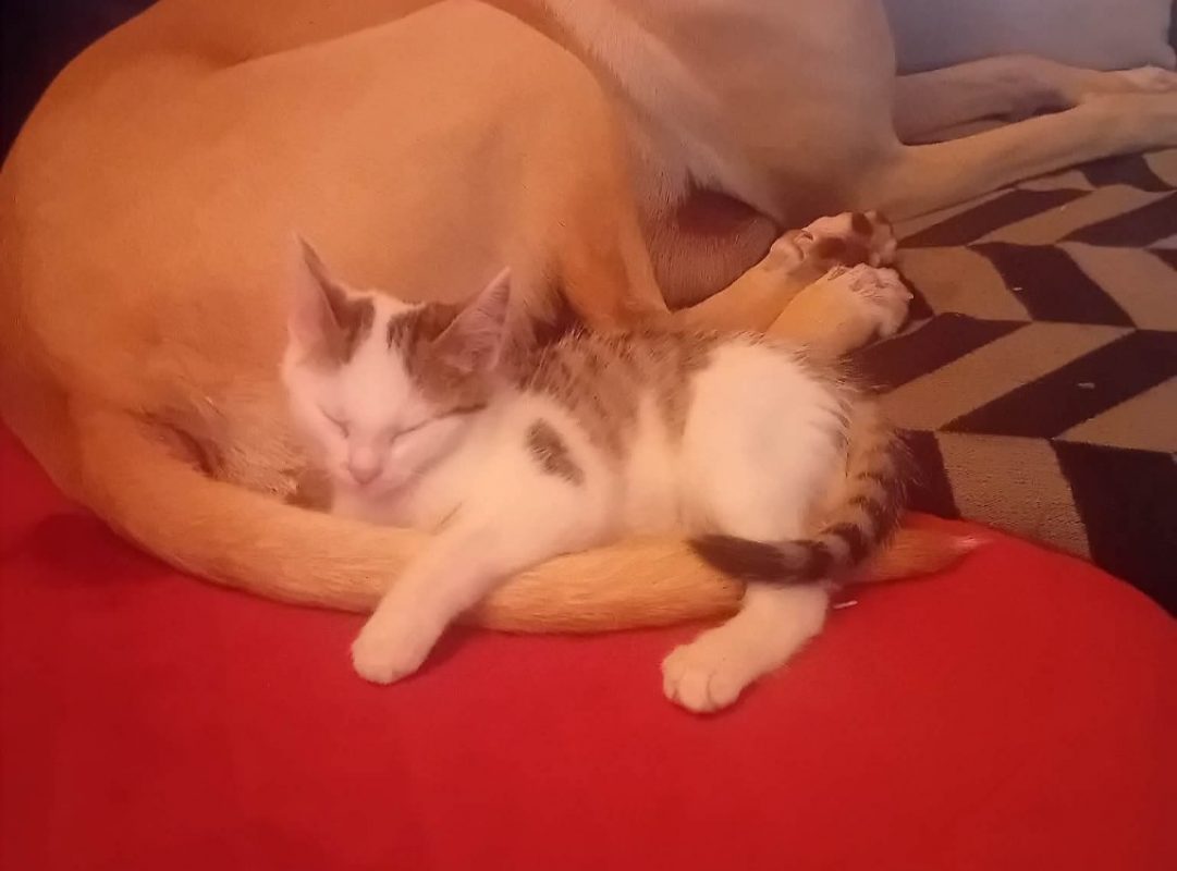 Fanfare - Chat Européen à adopter - photo 2