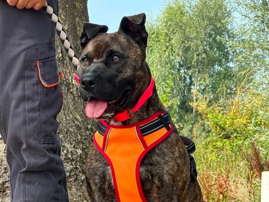 Xhesi en sos - Chien à adopter - photo 2