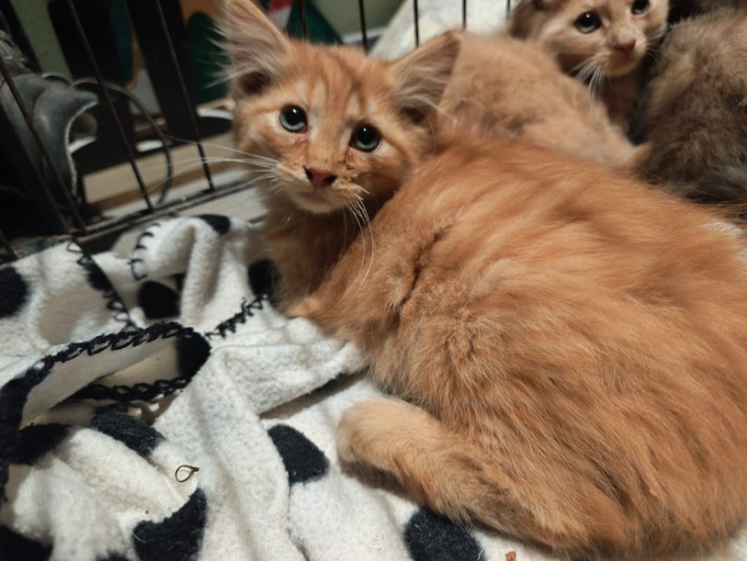 Kairo - Chat Européen à adopter