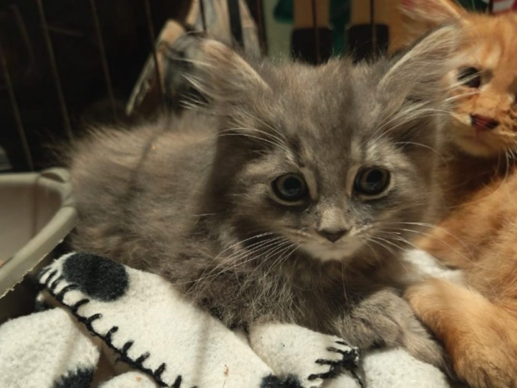 Jaq - Chat Européen à adopter