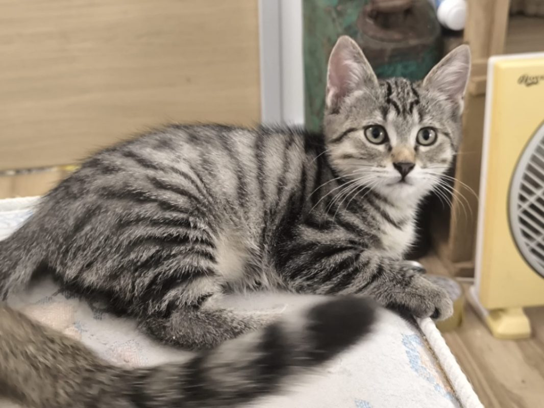 Batam - Chat Européen à adopter