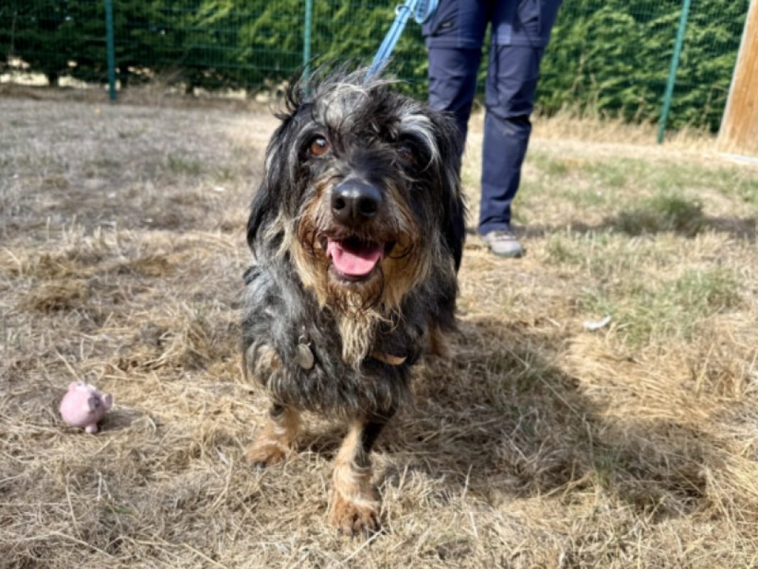 Khaya - Chien Teckel à adopter