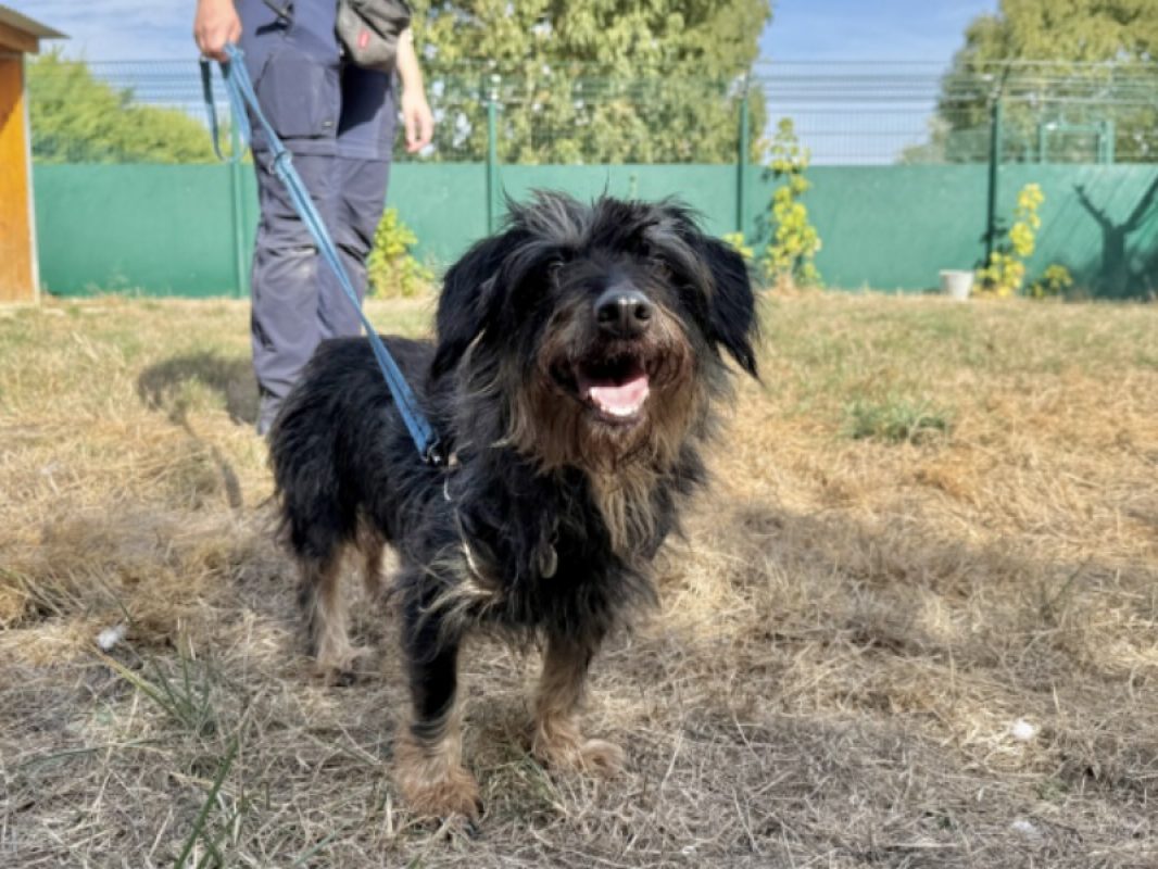 Khaya - Chien Teckel à adopter - photo 2