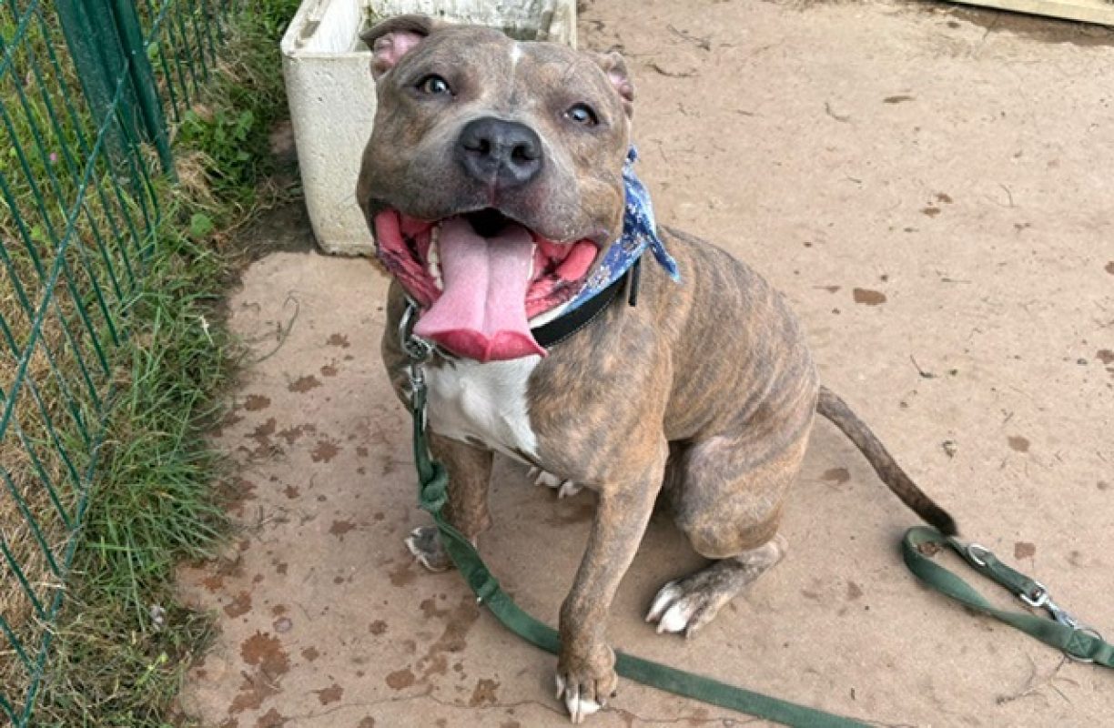 Rick - Chien Bouledogue Américain à adopter