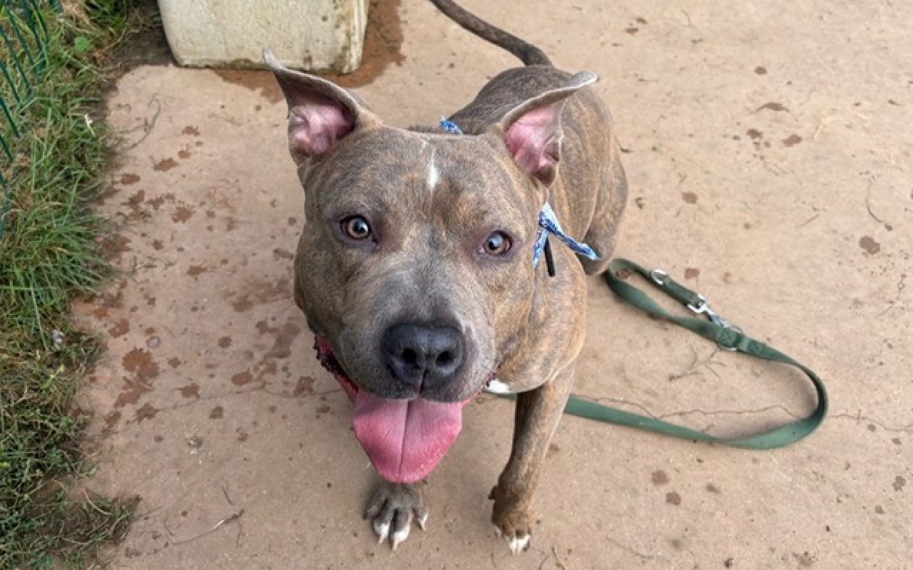 Rick - Chien Bouledogue Américain à adopter - photo 2