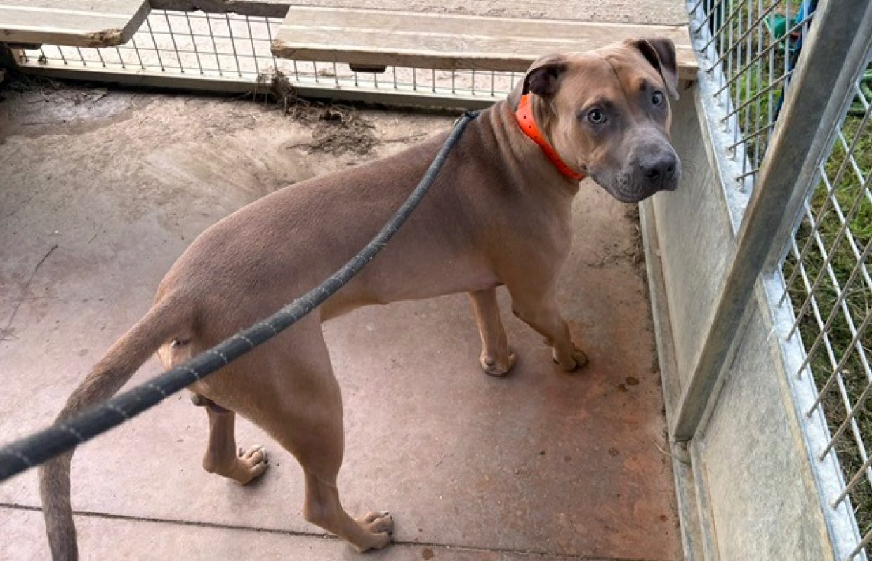 Skobyy - Chien à adopter