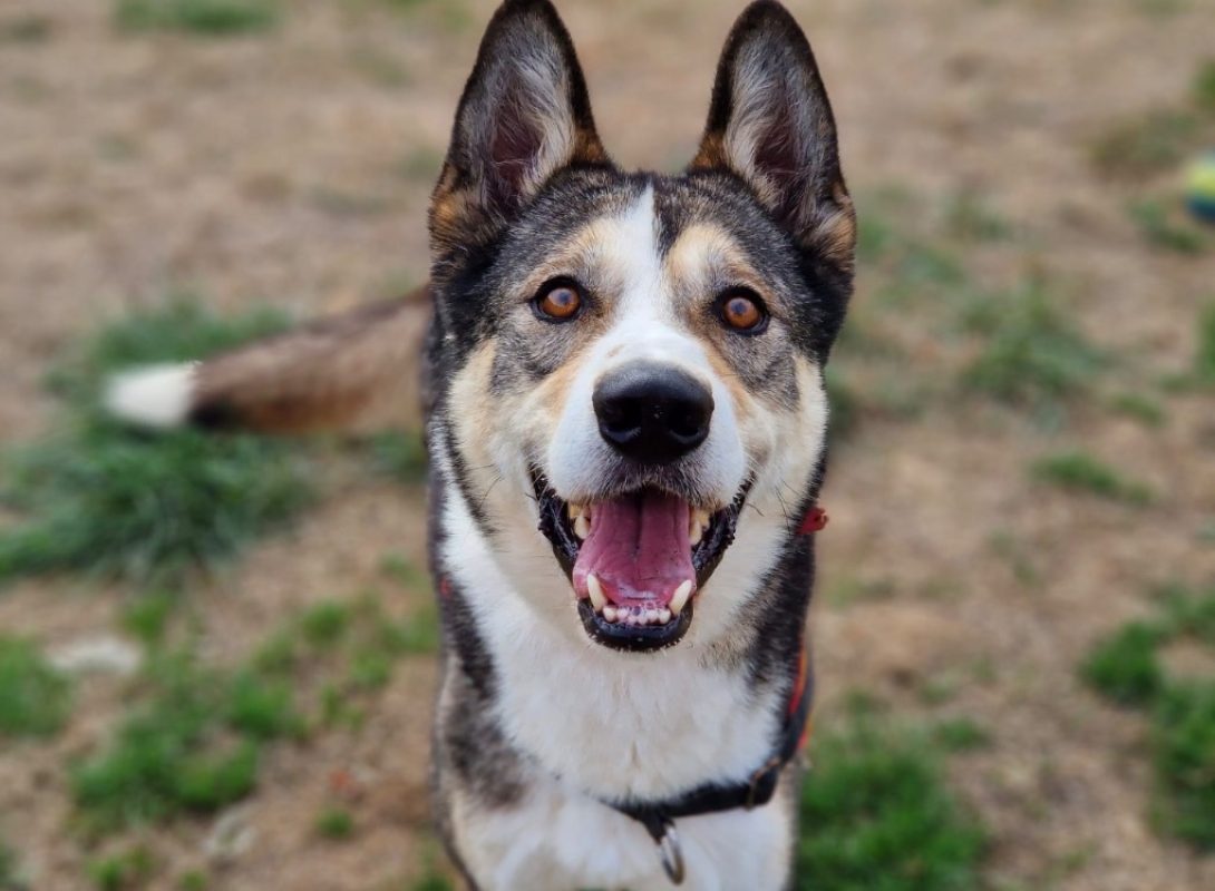 Rox - Chien Border Collie à adopter