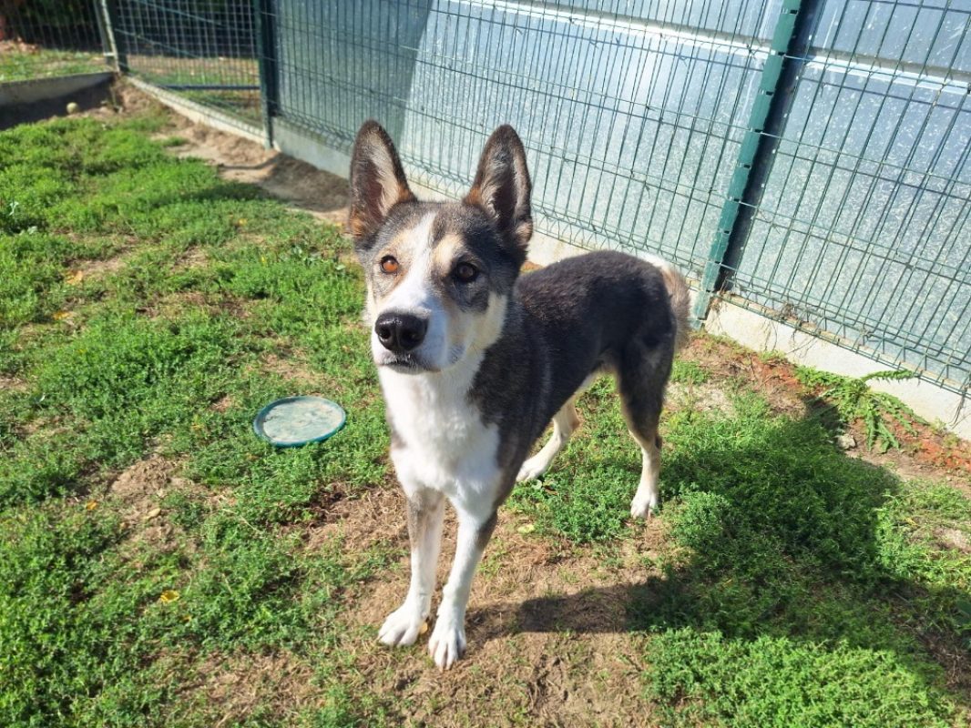 Rox - Chien Border Collie à adopter - photo 6