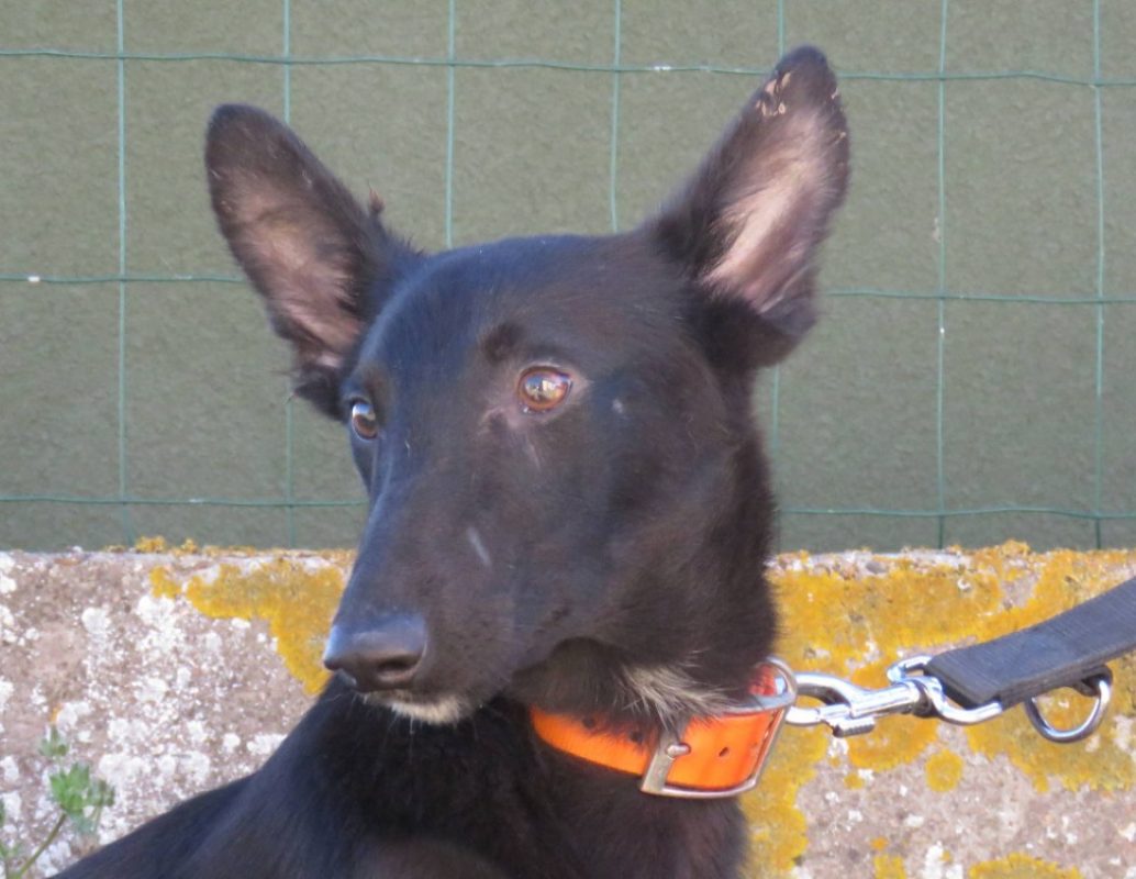 Sheridan - Chien Berger à adopter