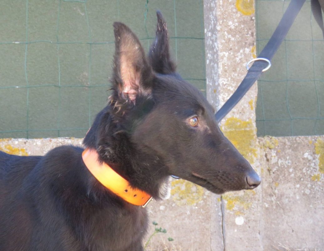 Sheridan - Chien Berger à adopter - photo 2
