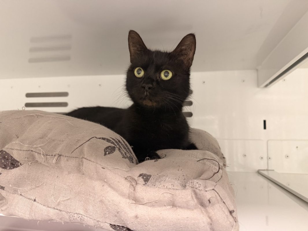 Mamnoon - Chat Européen à adopter