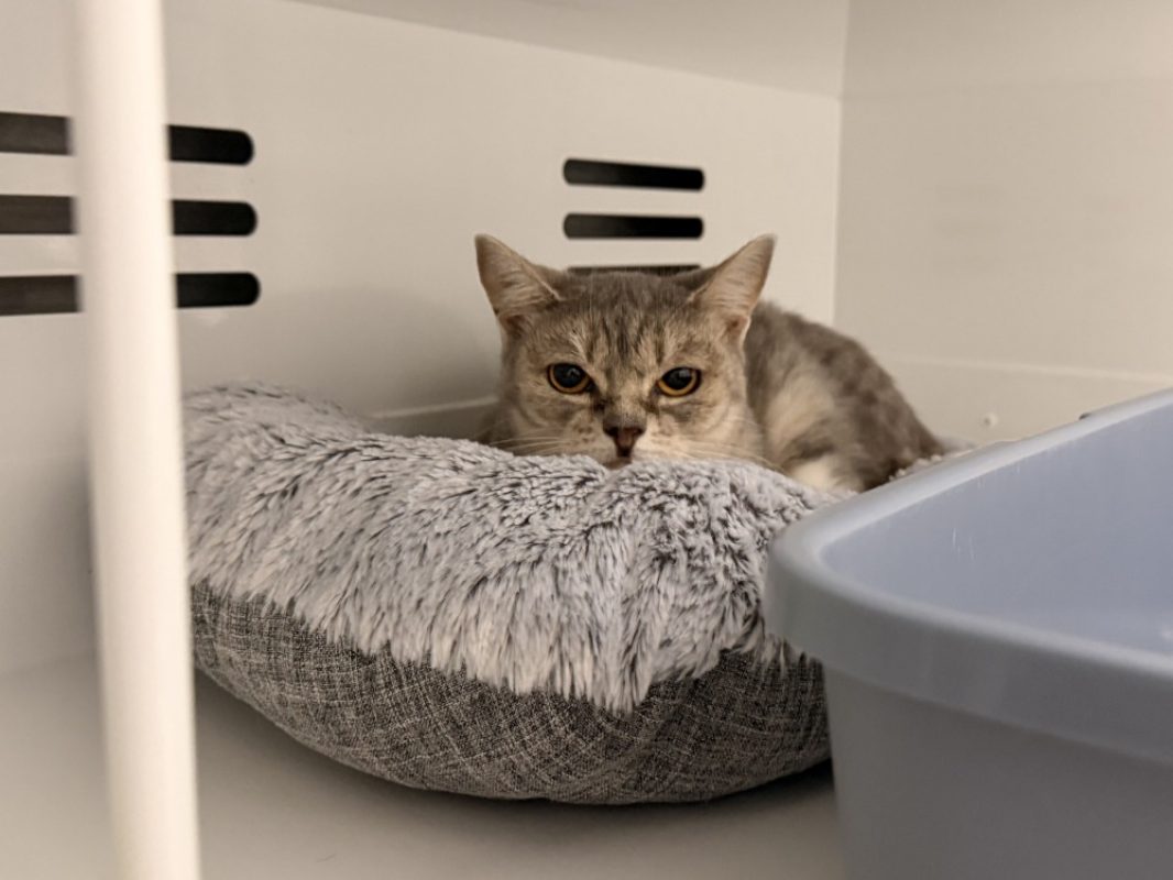 Chichaya - Chat Européen à adopter