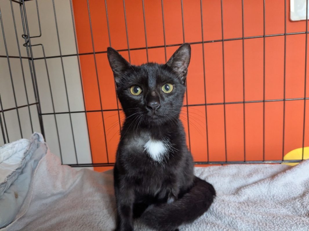Iris - Chat Européen à adopter