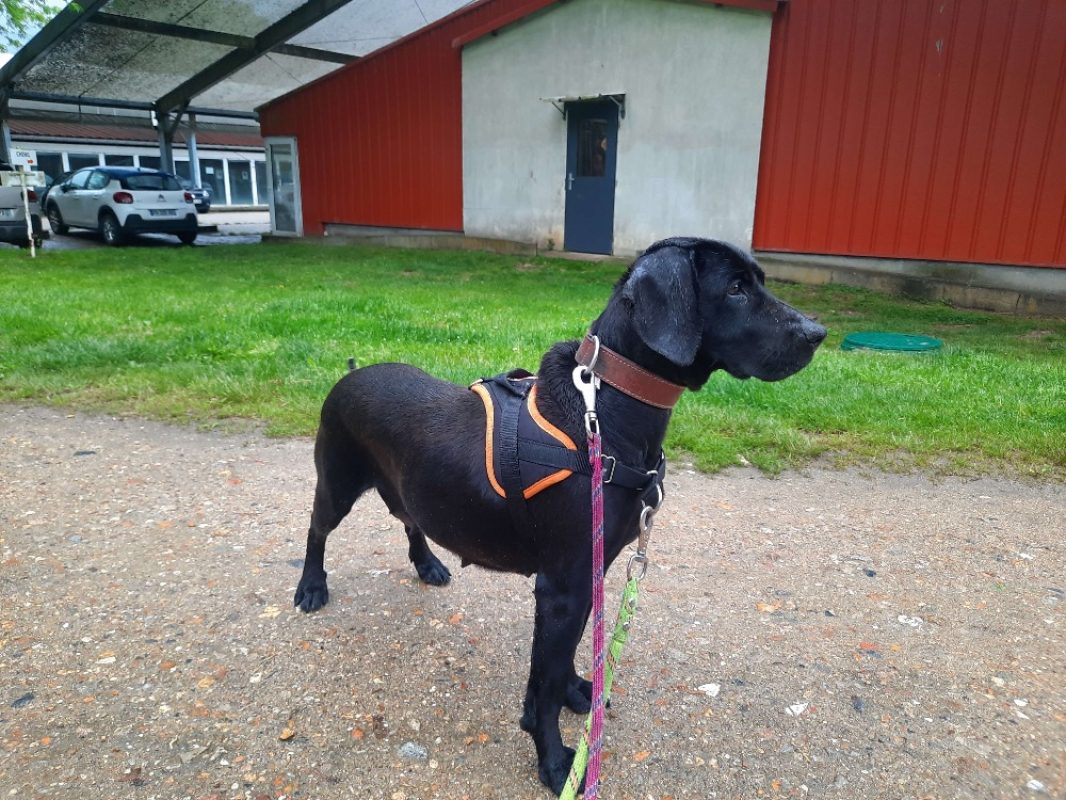 Gucci - Chien à adopter