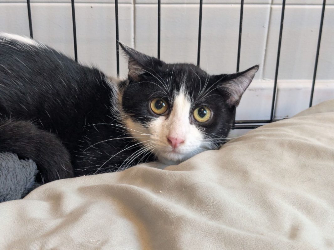 Benji - Chat Européen à adopter