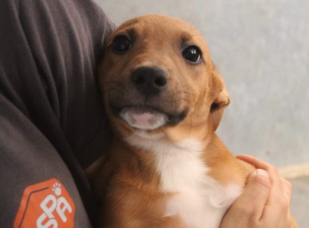 Belune - Chien Berger à adopter