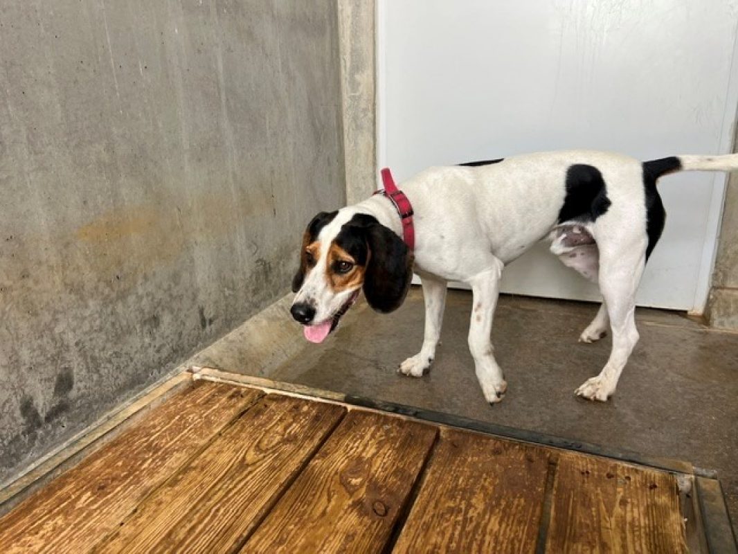 Marley - Chien Beagle à adopter
