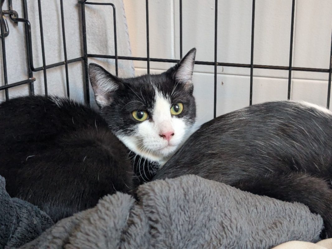 Betty - Chat Européen à adopter