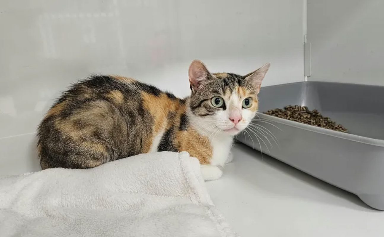 Nala - Chat Européen à adopter