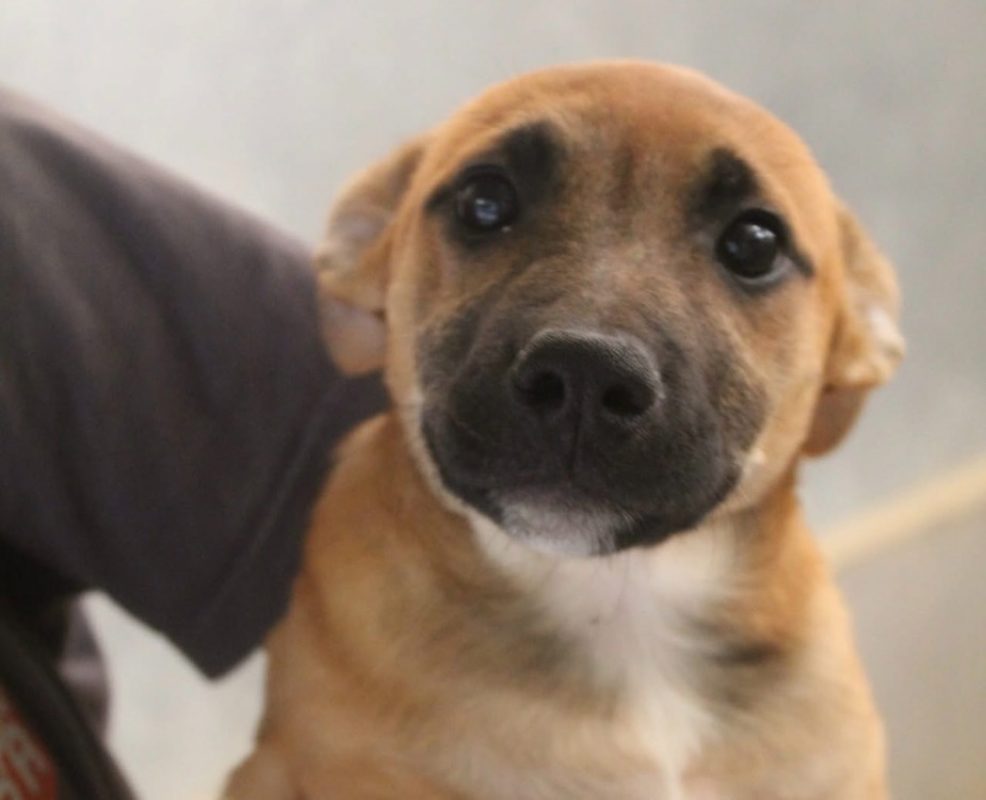 Birdie - Chien Berger à adopter