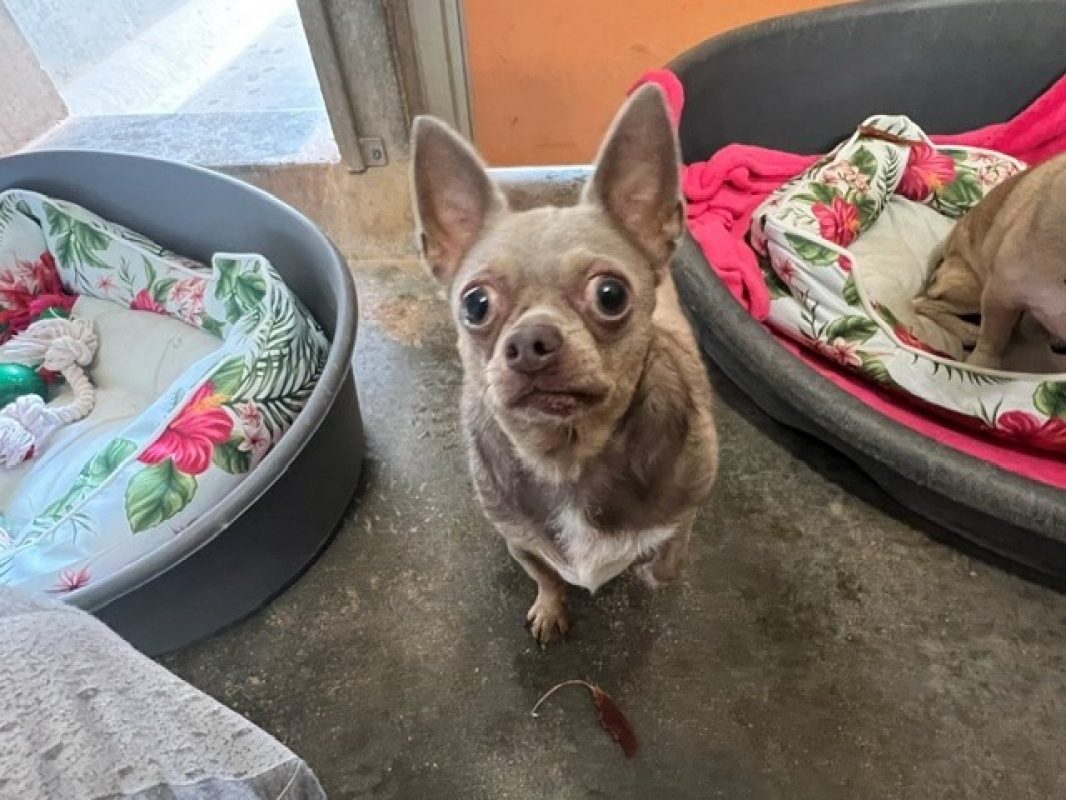 Samba - Chien Chihuahua à adopter