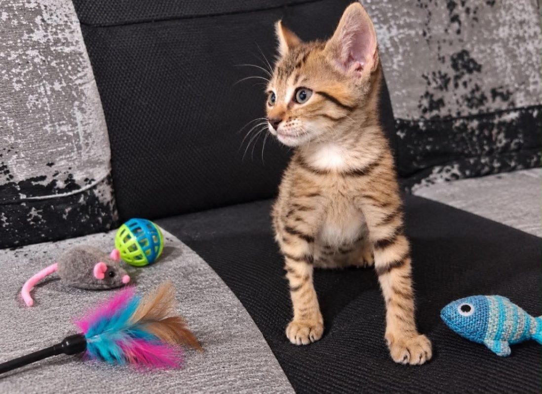 Arma - Chat Européen à adopter
