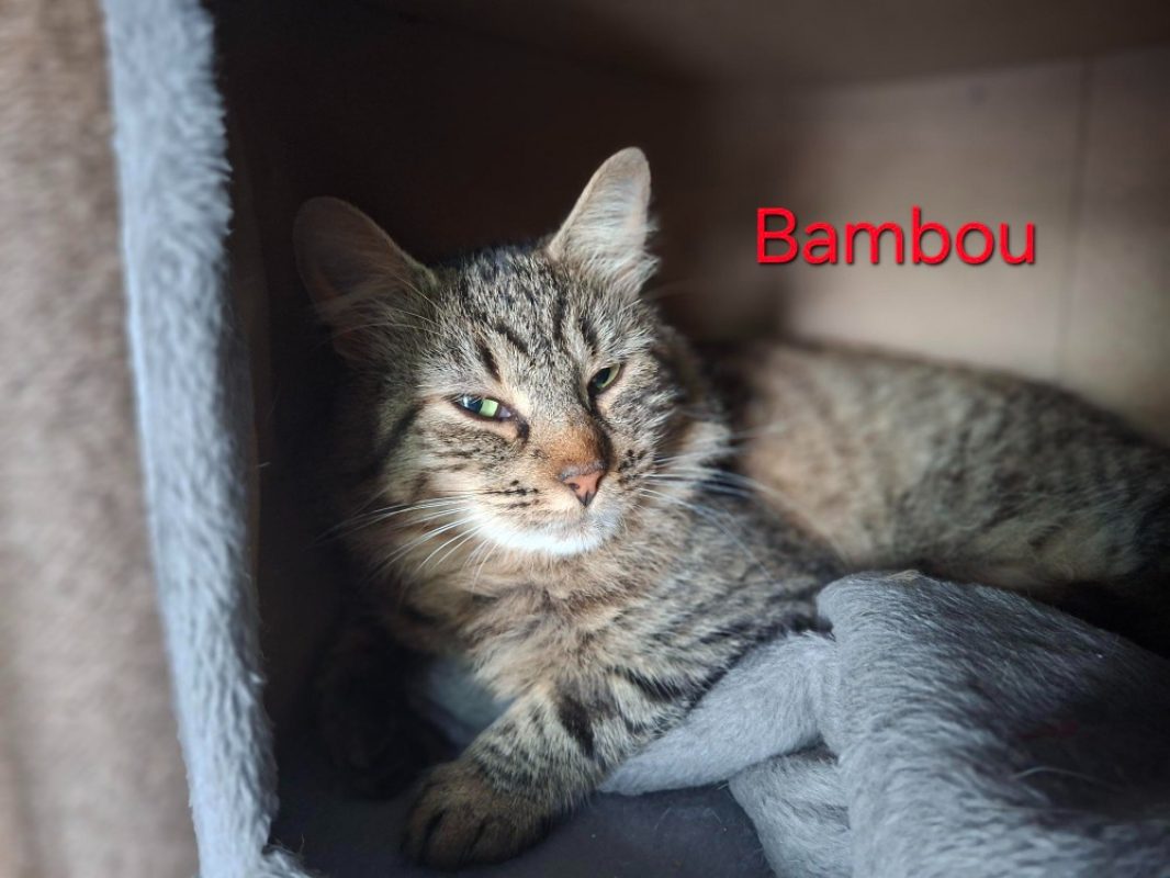 Bambou - Chat Européen à adopter