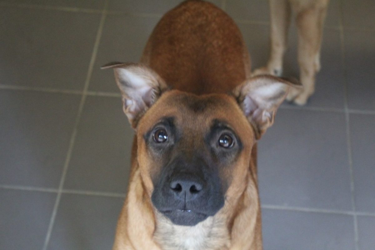 Matou - Chien Berger à adopter