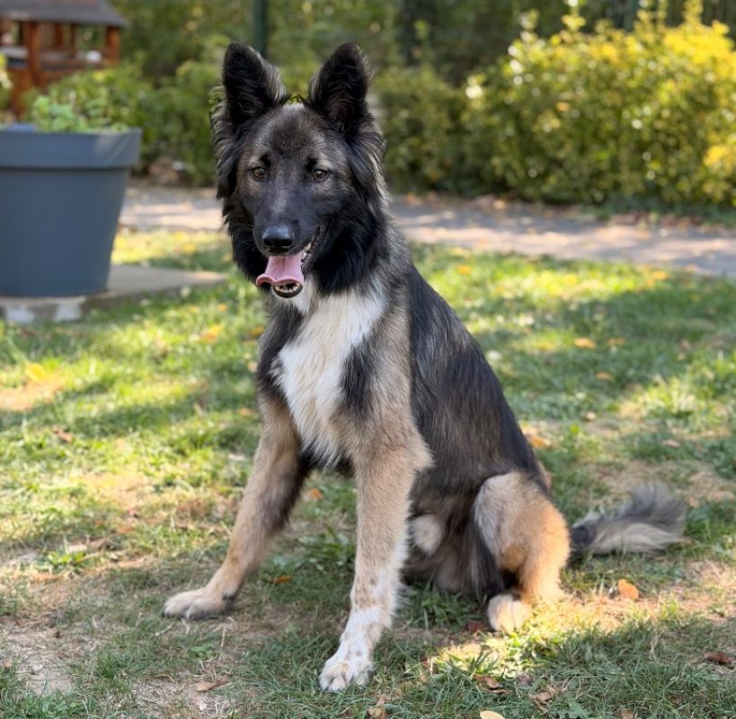 Andy - Chien à adopter