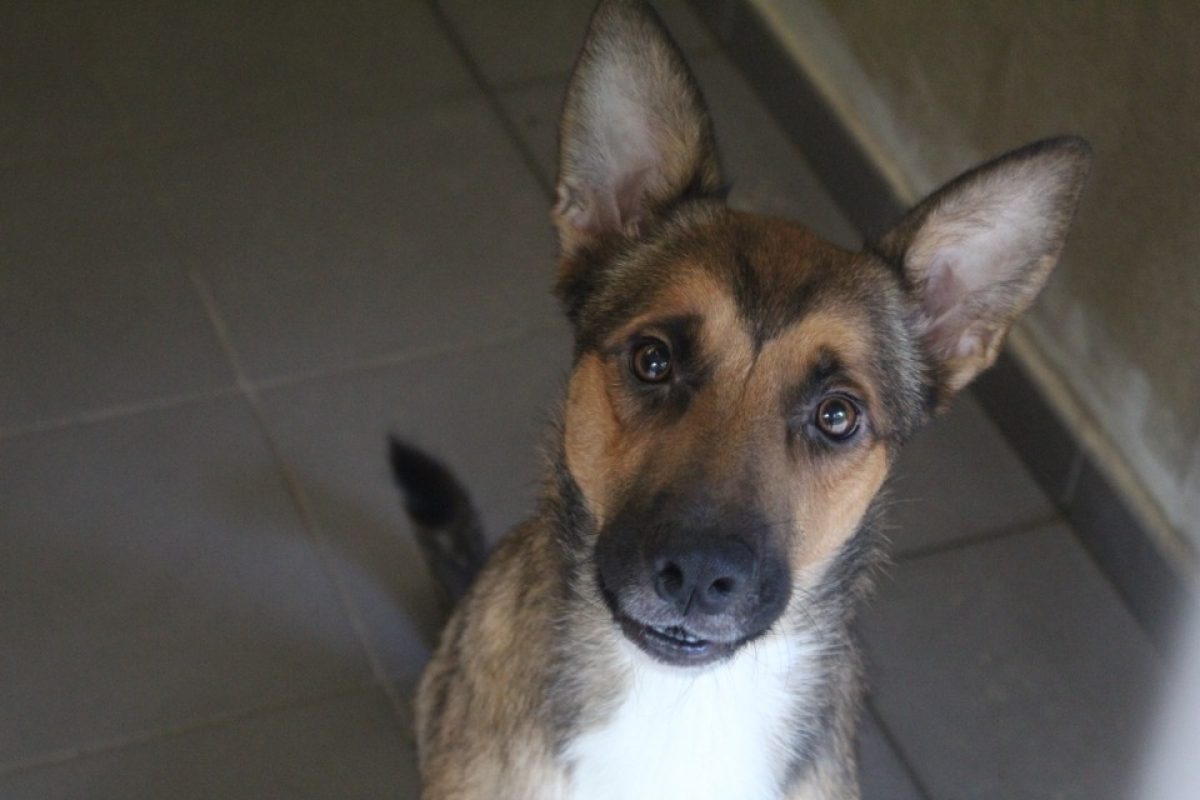 Veko - Chien Berger à adopter