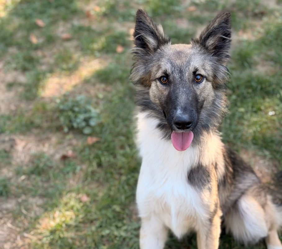 Atomic - Chien à adopter