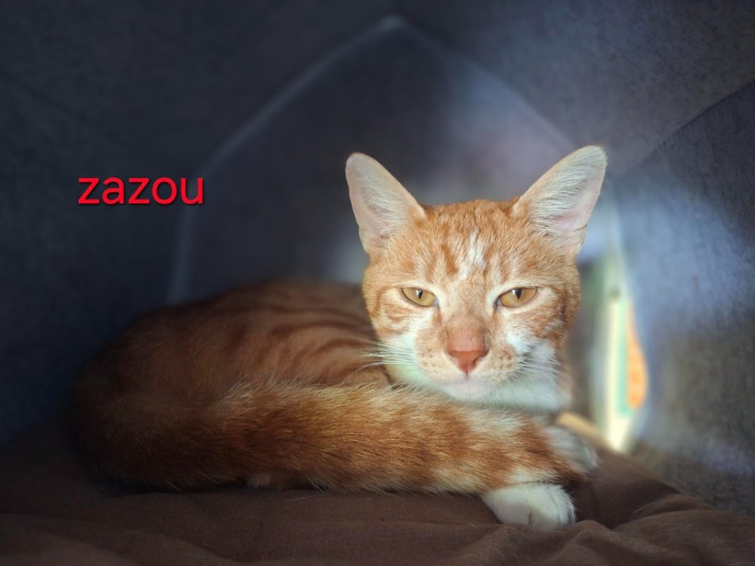 Zazou - Chat Européen à adopter
