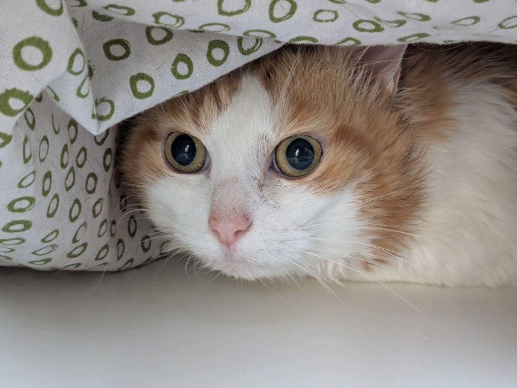 Jimmy - Chat Européen à adopter