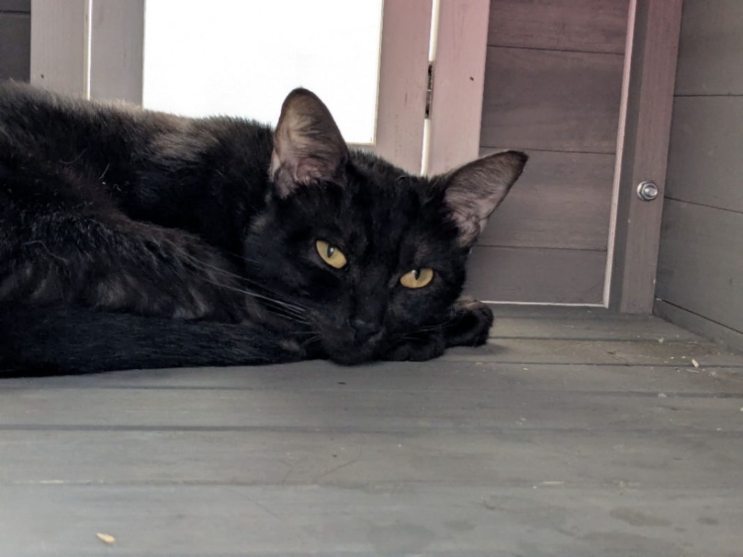 Pinot - Chat Européen à adopter