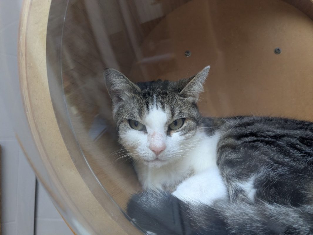 Neko - Chat Européen à adopter