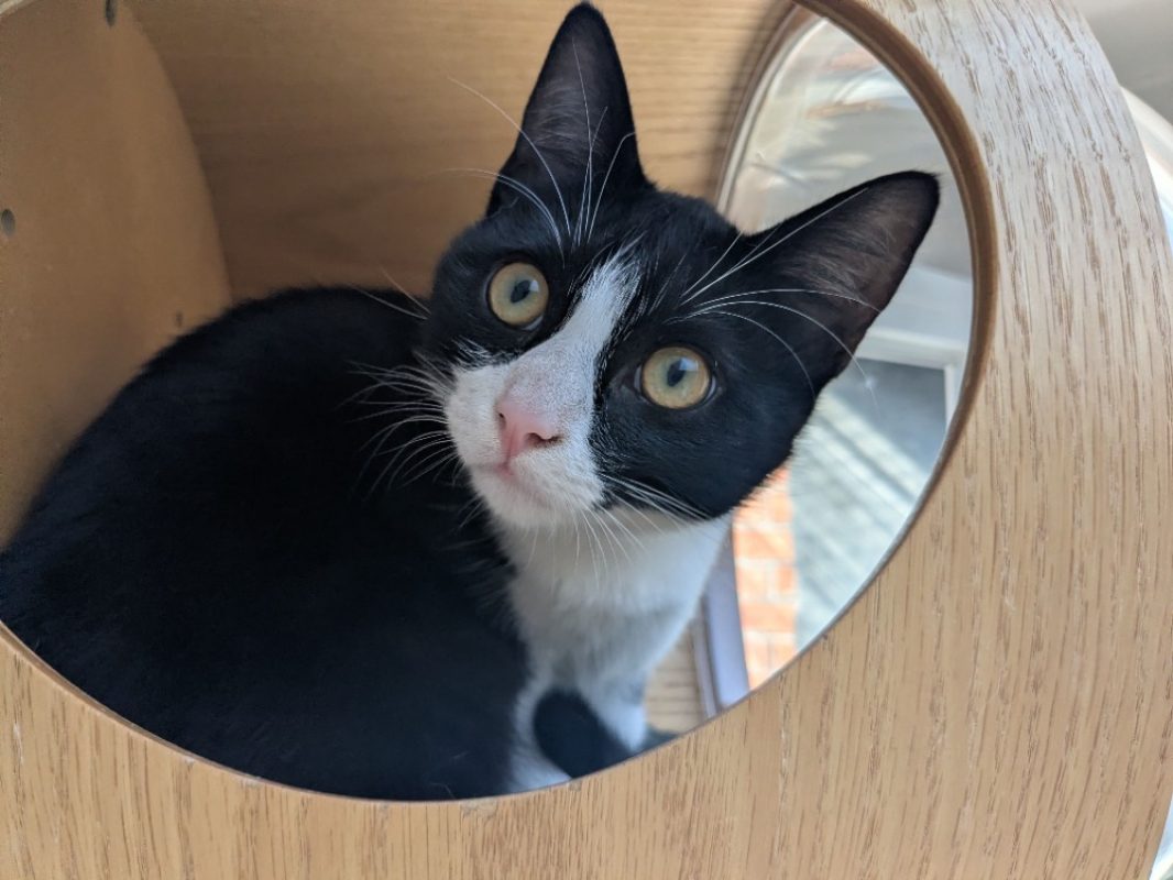 Pelote - Chat Européen à adopter