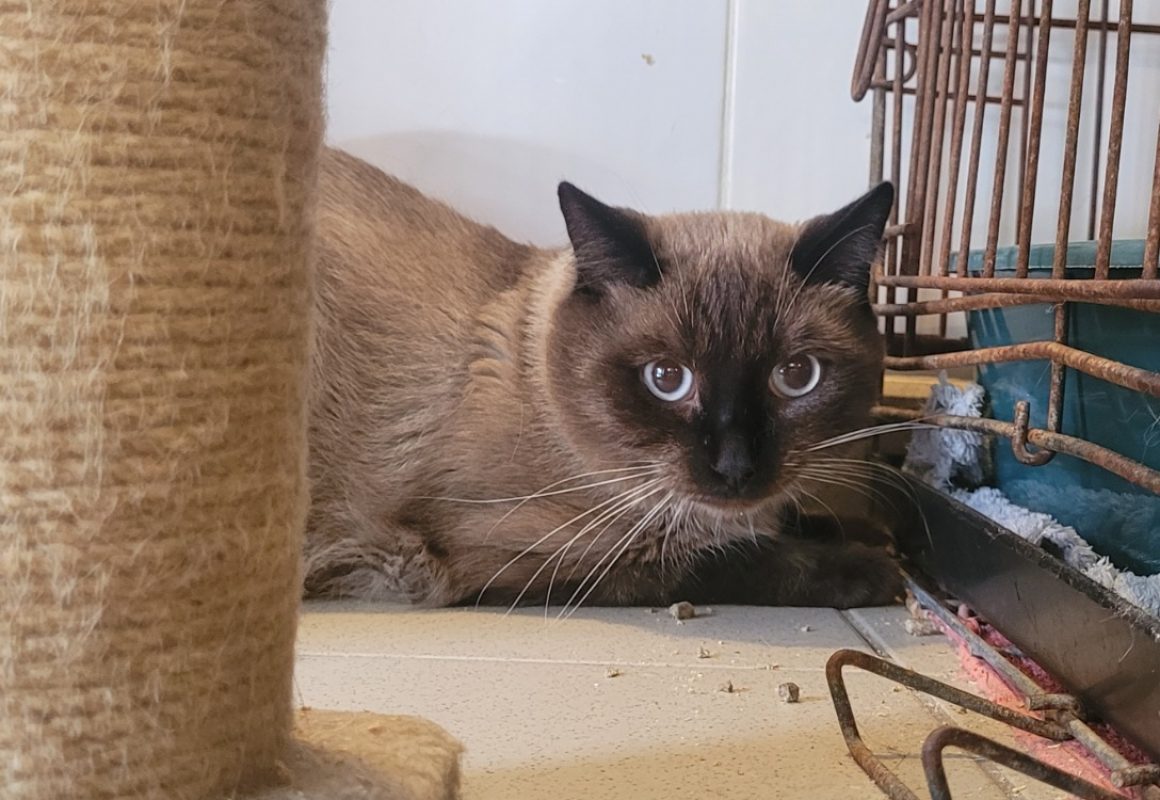 Neron - Chat Siamois à adopter