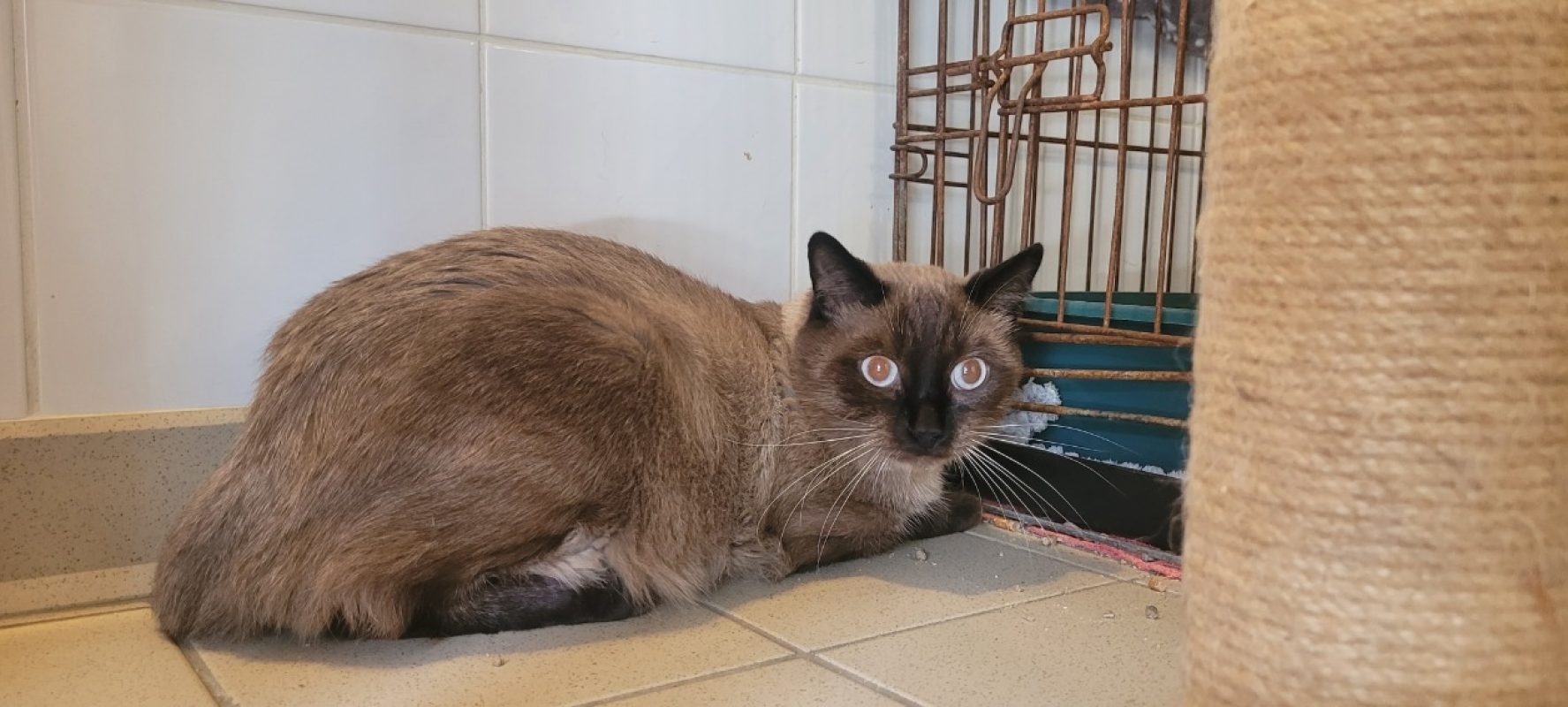 Neron - Chat Siamois à adopter - photo 2
