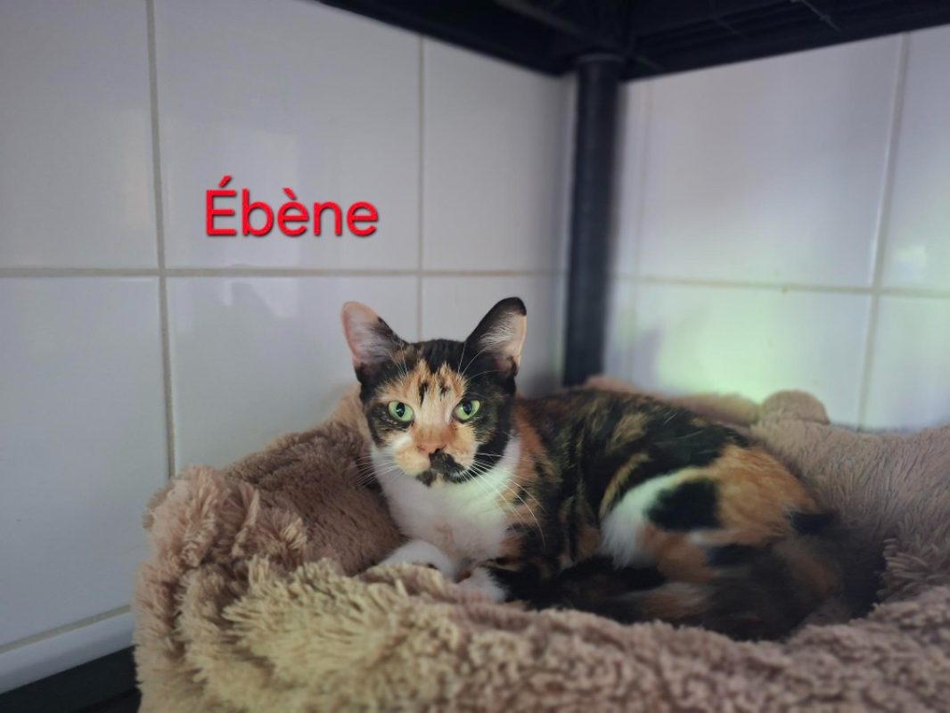 Ebene - Chat Européen à adopter