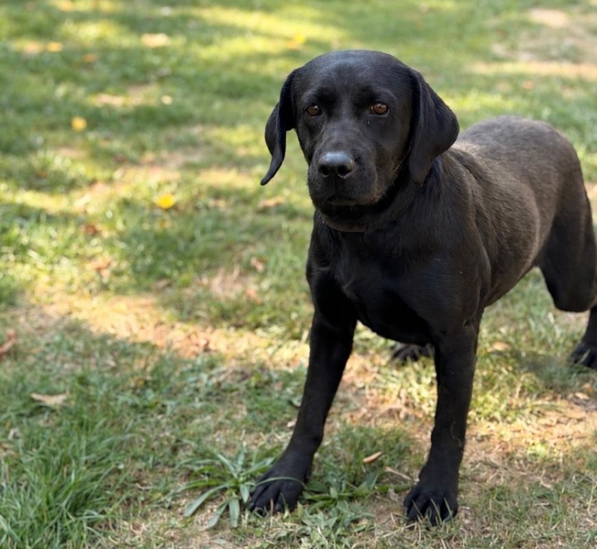 Say - Chien à adopter