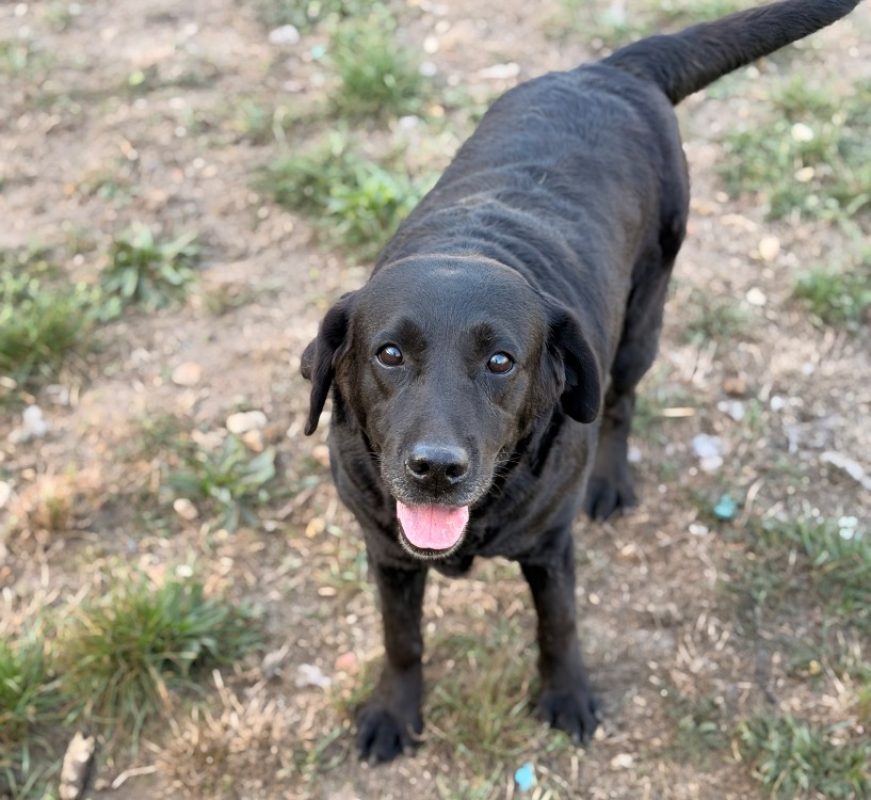 Osiris - Chien à adopter