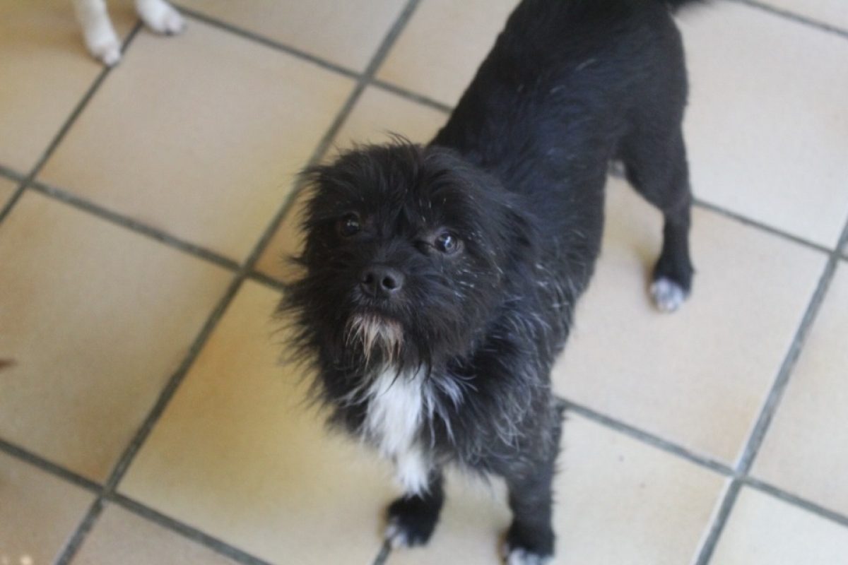 Bolt - Chien Cairn Terrier à adopter