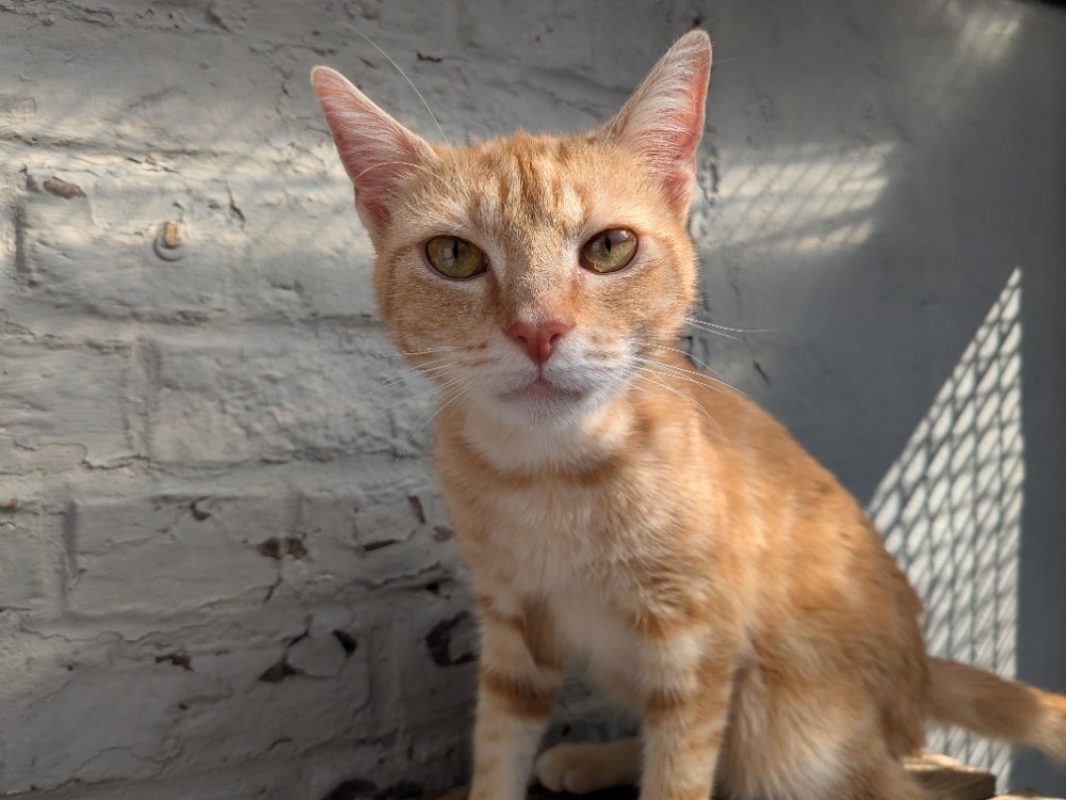 Rouckie - Chat Européen à adopter